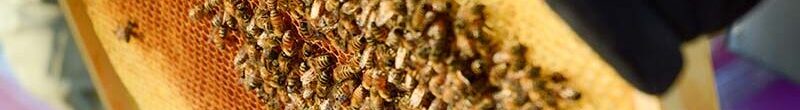 Mielisano, produttori miele in Molise – fattoria didattica in Molise – contatti: 3884883734